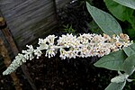 Thumbnail for Buddleja fallowiana var. alba