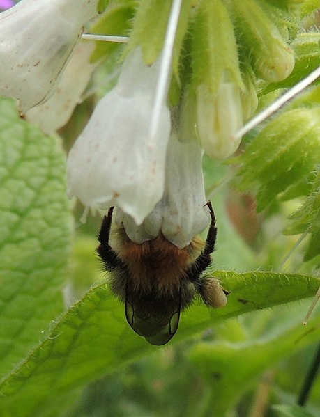 File:Bumblebee (Bombus pascuorum?) on comfrey, Sandy, Bedfordshire (8927491709).jpg