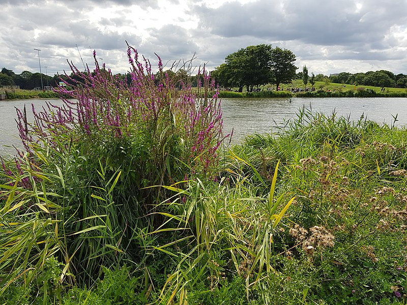 File:Burgess Park 20170812 124328 (40731782333).jpg