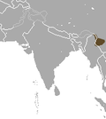 Thumbnail for Burmese short-tailed shrew