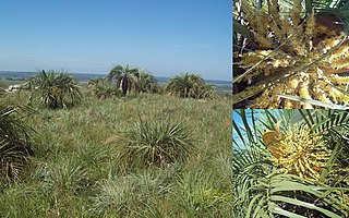 <i>Butia paraguayensis</i> Species of palm