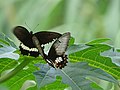 Butterflies Flirting - Koh Trong Island - Mekong River - Kratie - Cambodia (48378632841).jpg