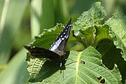 Charaxes smaragdalis