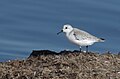 * Nomination Sanderling (Calidris alba) in ThynaI, the copyright holder of this work, hereby publish it under the following license:This image was uploaded as part of Wiki Loves Earth 2024. --El Golli Mohamed 20:10, 7 July 2024 (UTC) * Promotion  Support Good quality. --Georgfotoart 20:38, 7 July 2024 (UTC)