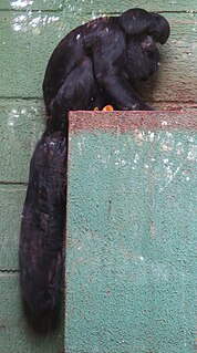 Black bearded saki Species of New World monkey