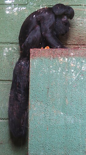 Cuxiú-preto no Zoológico de Sorocaba