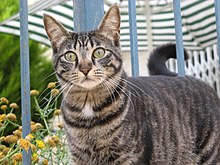 A mackerel tabby with the classic "M" on forehead CAT2007 05 16.jpg