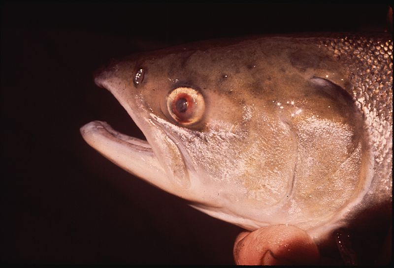 File:CLOSEUP OF LEFT EYE OF SOCKEYE SALMON, AFFLICTED WITH GAS BUBBLE DISEASE. NATIONAL ENVIRONMENTAL RESEARCH CENTER - NARA - 545169.jpg