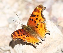 沙土鉤蛺蝶 Polygonia satyrus