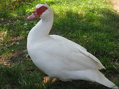 Rață de Moscova (Indo-duck), drac alb