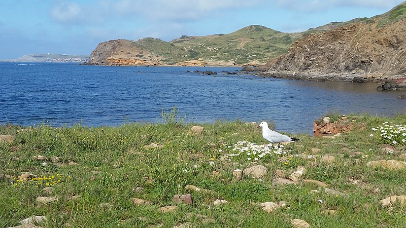 File:Cala Morts,(Cala Muertos) Es Mercadal.Menorca.Gaviota.jpg