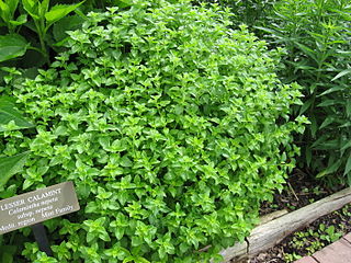 <i>Clinopodium nepeta <span style="font-style:normal;">subsp.</span> nepeta</i> Subspecies of flowering plant