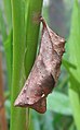 older pupa