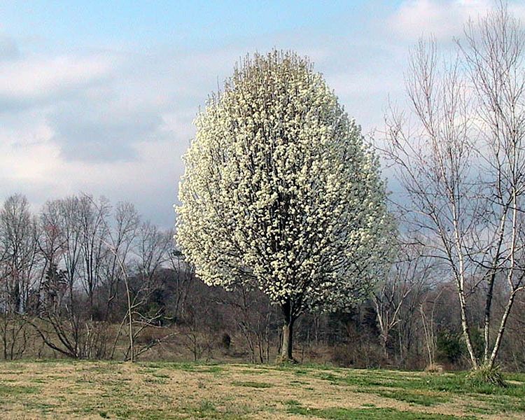 File:Callery pear tree pyrus calleryana.jpg