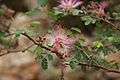 Calliandra eriophylla