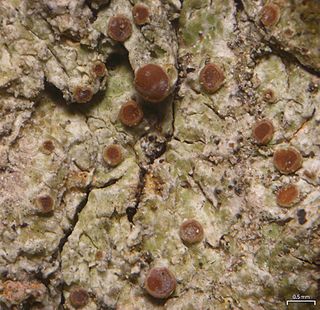 <i>Obscuroplaca</i> Genus of lichen-forming fungi