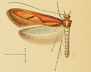 <i>Caloptilia aurantiaca</i> Species of moth