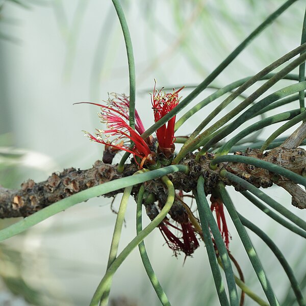 File:Calothamnus sp.-IMG 0376.jpg