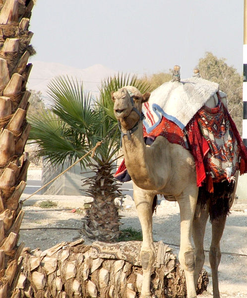 File:Camel parked at the Gas Station (342769817).jpg