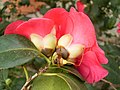 Camellia japonica