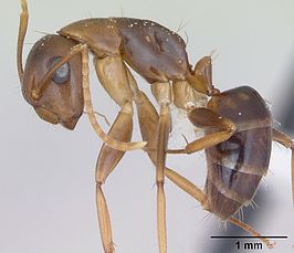 Camponotus claviscapus