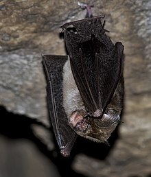 Кантор жапырақты мұртшасы (Hipposideros galeritus) .jpg