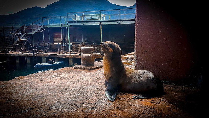 File:Cape Fur Seal.jpg