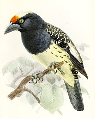 <span class="mw-page-title-main">Orange-fronted barbet</span> Species of bird