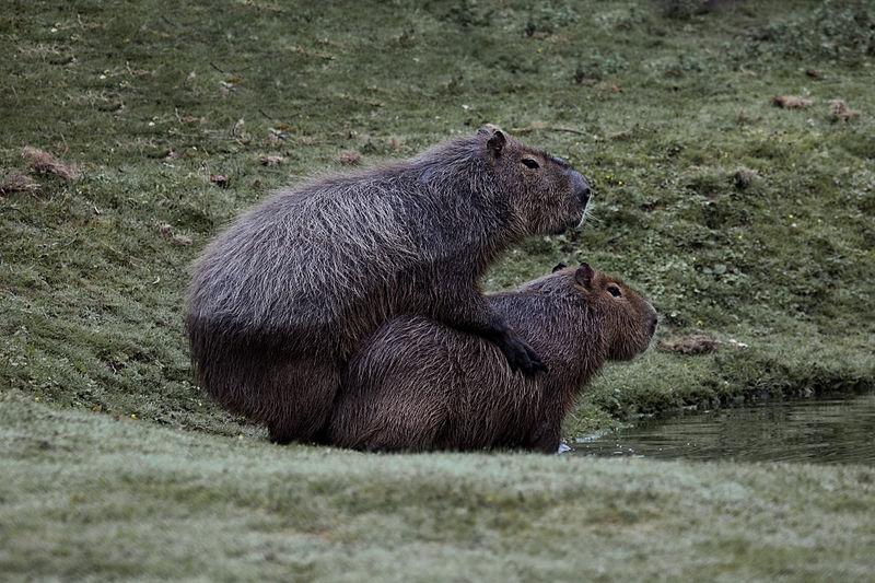 File:Capybaras mating.jpg