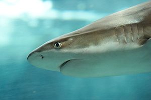 Рифлик акула (Carcharhinus melanopterus), Льежни аквариум музейинде (Бельгия)