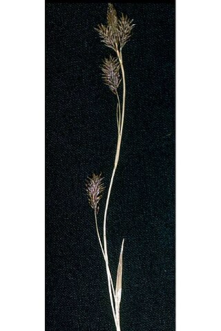 <i>Carex luzulina</i> Species of grass-like plant