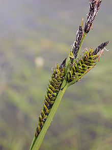 Carex nigra.JPG 