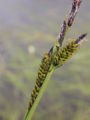 Carex nigra (de: Braun-Segge)) Seeltersk: Säächgäärs