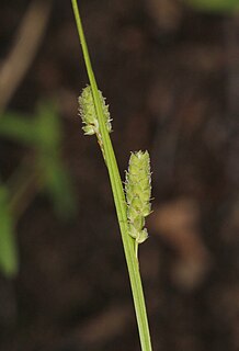 <i>Carex swanii</i> Species of grass-like plant