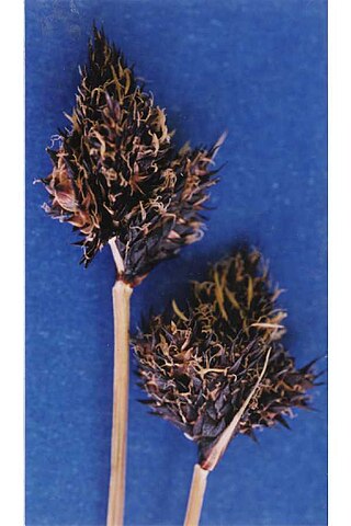 <i>Carex albonigra</i> Species of sedge