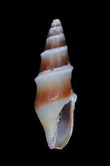 Carinomitra ерекшелігі (MNHN-IM-2013-6168) .jpeg