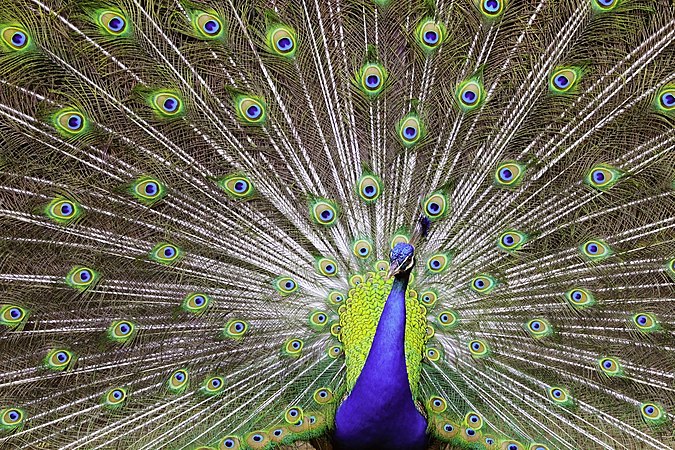 Peacock