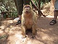 Macaco berbero