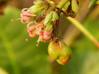 Flower of cashew tree