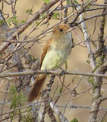 Casiornis fuscus - Сержипи, Бразилия.jpg