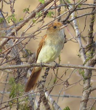 <span class="mw-page-title-main">Ash-throated casiornis</span> Species of bird