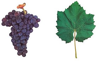 <span class="mw-page-title-main">Castelão (grape)</span> Variety of grape