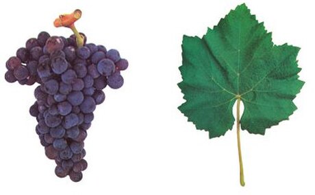 Castelão (grape)