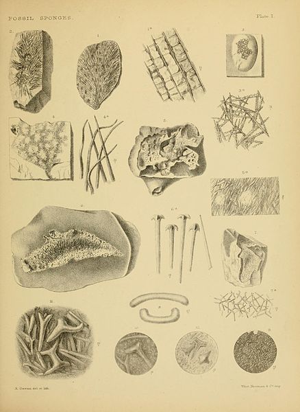 File:Catalogue of the fossil sponges in the Geological Department of the British Museum (Natural History) BHL12327684.jpg