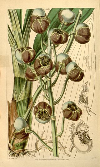 <i>Catasetum globiflorum</i> Species of orchid