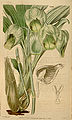 Catasetum luridum plate 3590 in: Curtis's Bot. Magazine (Orchidaceae), vol. 64, (1837)