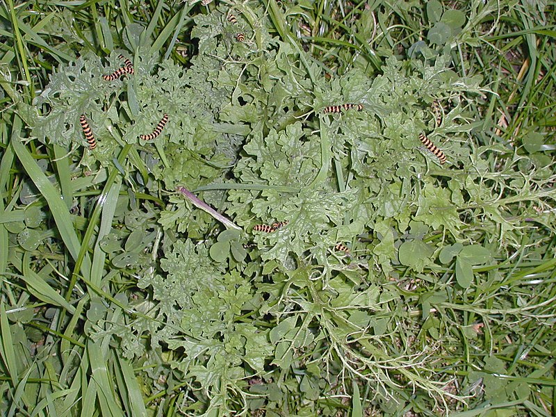 File:Caterpillars in Ragwort.jpg