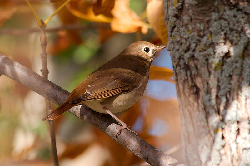 File:Catharus guttatus 0390.jpg