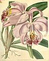 Cattleya mossiae plate 3669 in: Curtis's Bot. Magazine (Orchidaceae), vol. 65, (1839)