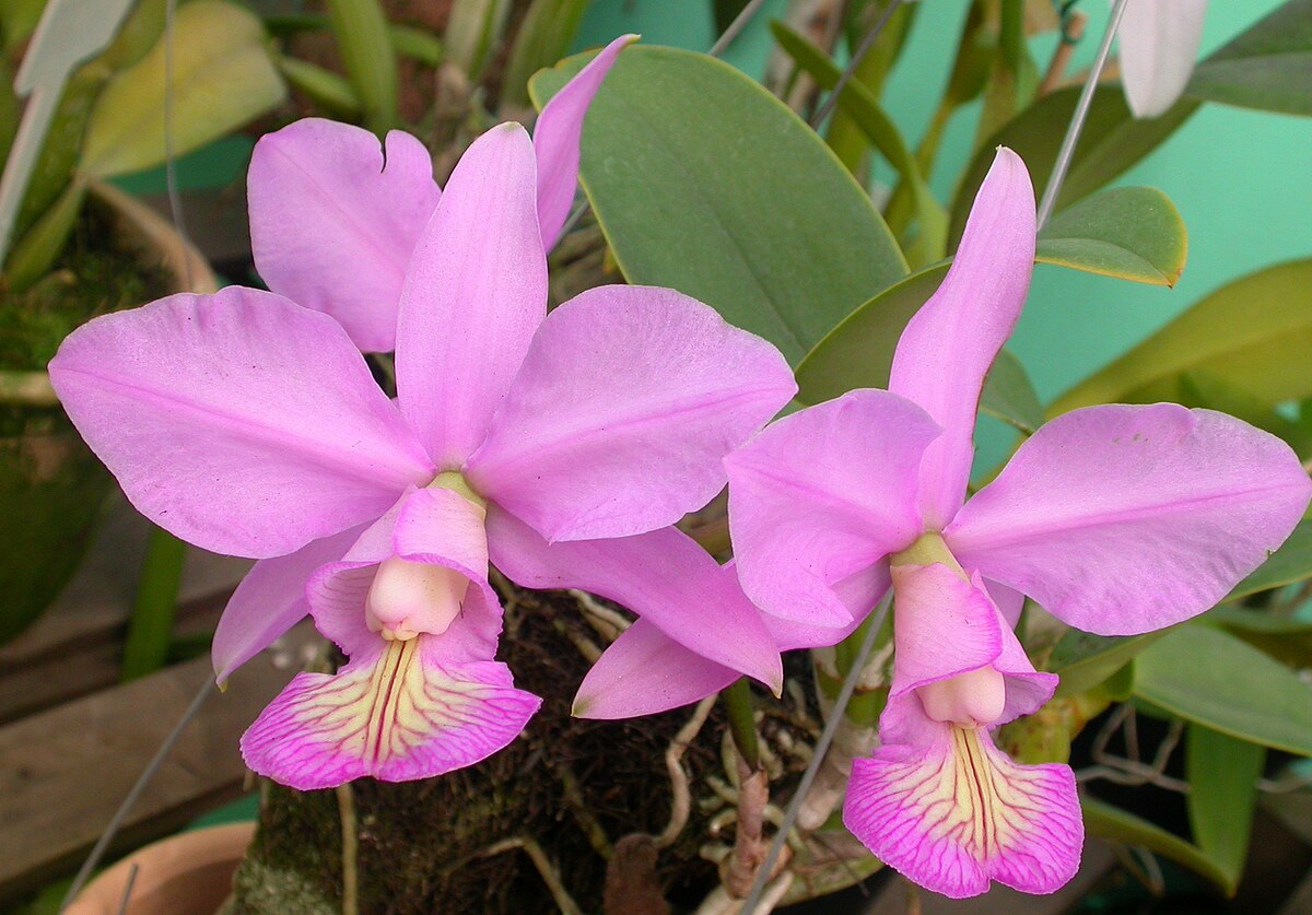 File:Cattleya nobilior.jpg - Wikipedia.